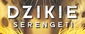 Dzikie_Serengeti_Button_175_70